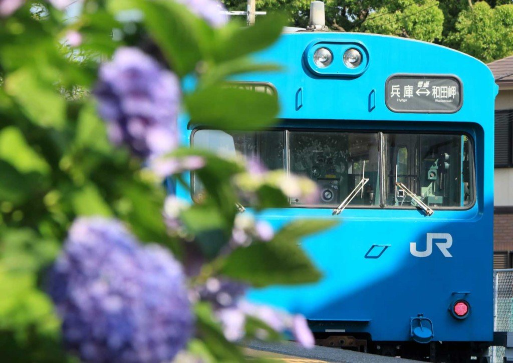 Train and flowers