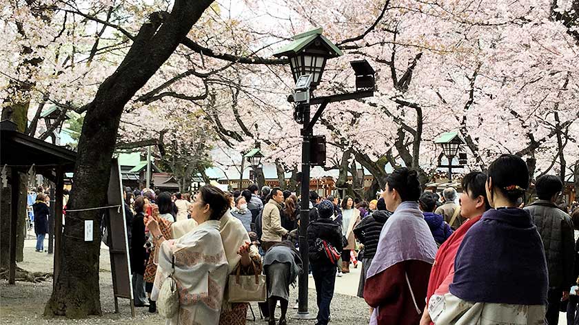 Women in Kimono looking at cherry blossoms
