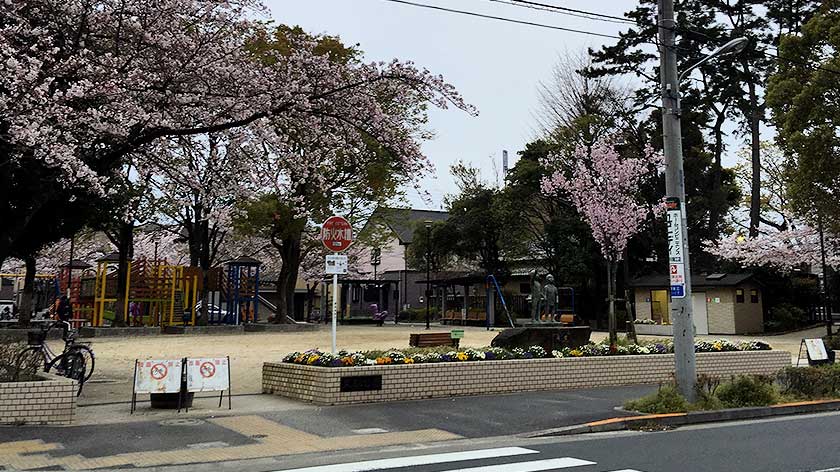 Cherry blossoms at a local park