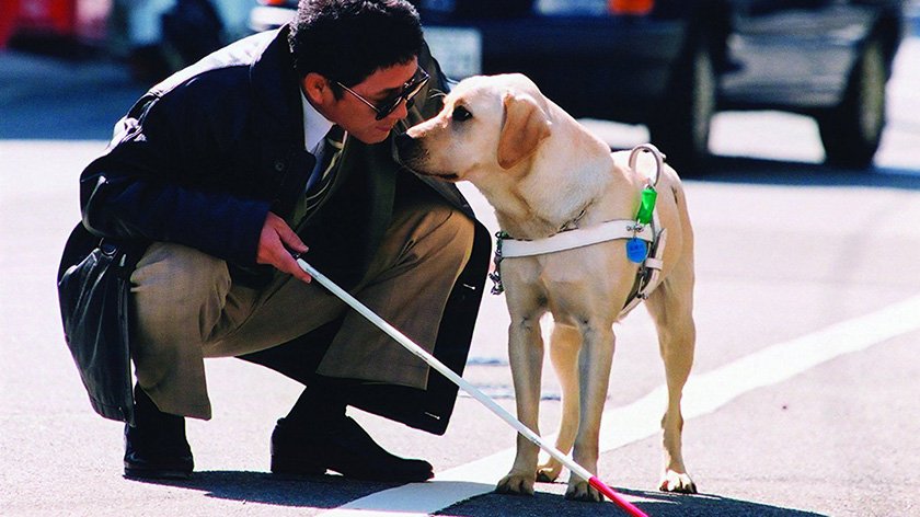 Scene from Quill: The Life of a Guide Dog