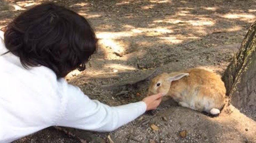 Feeding a bunny on Okunoshima
