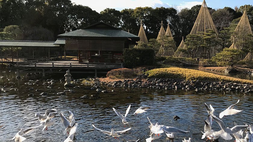 Birds at Shirotori Garden