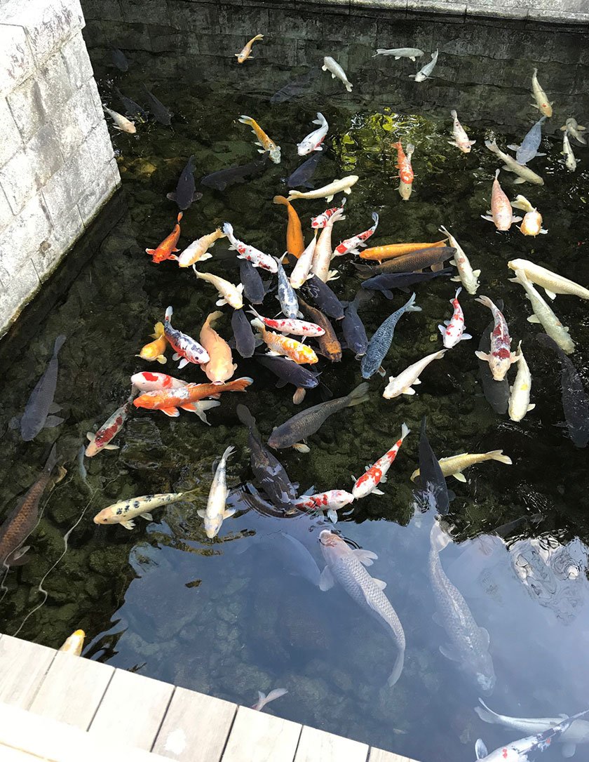 Shirotori Garden koi
