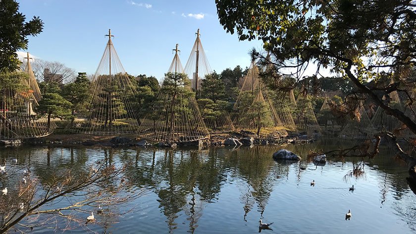Pine trees at Shirotori Garden