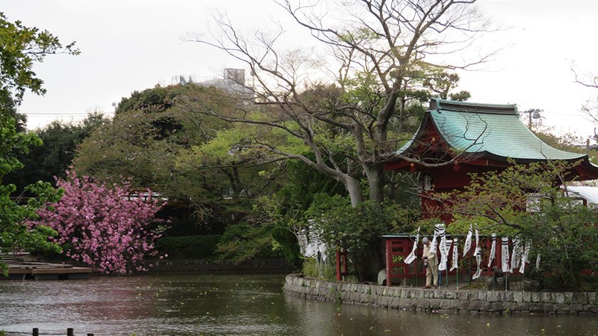 Pond at Tsurugaoka Hachimangu