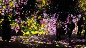 teamlab boarderless flowers 300x169