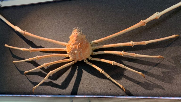 kanikkokan spider crab 1 768x432