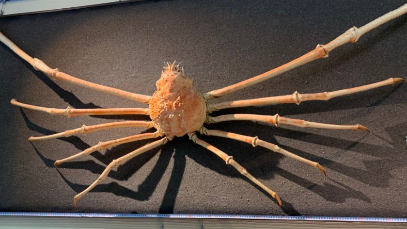 Japanese Spider Crab at Kanikkokan