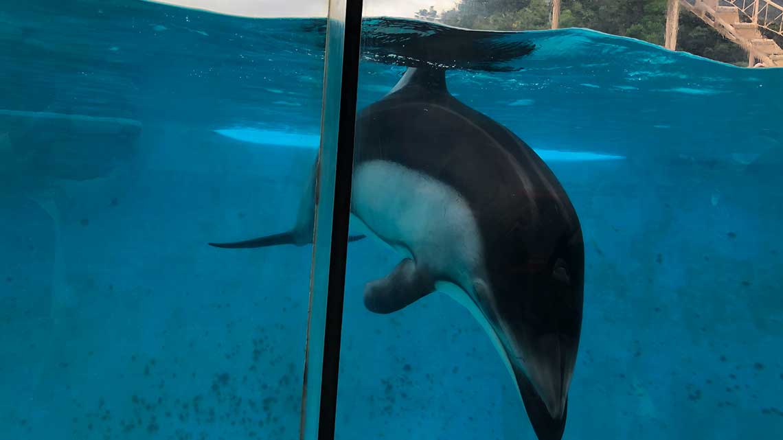 View of Dolphin Show