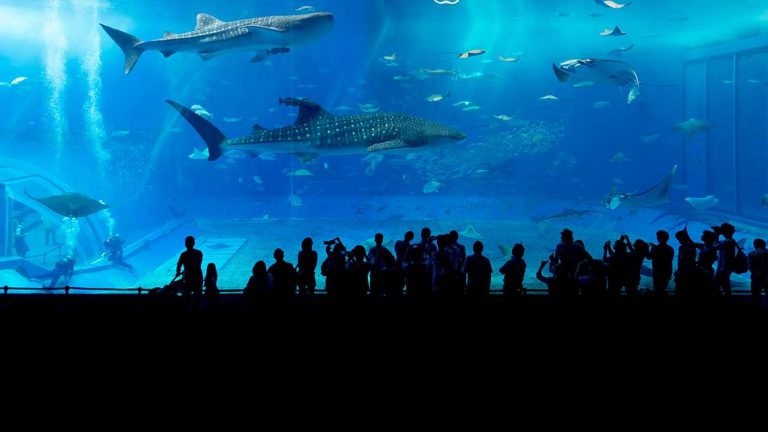 Okinawa Churaumi Aquarium kuroshio 768x432
