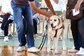 Guide Dog