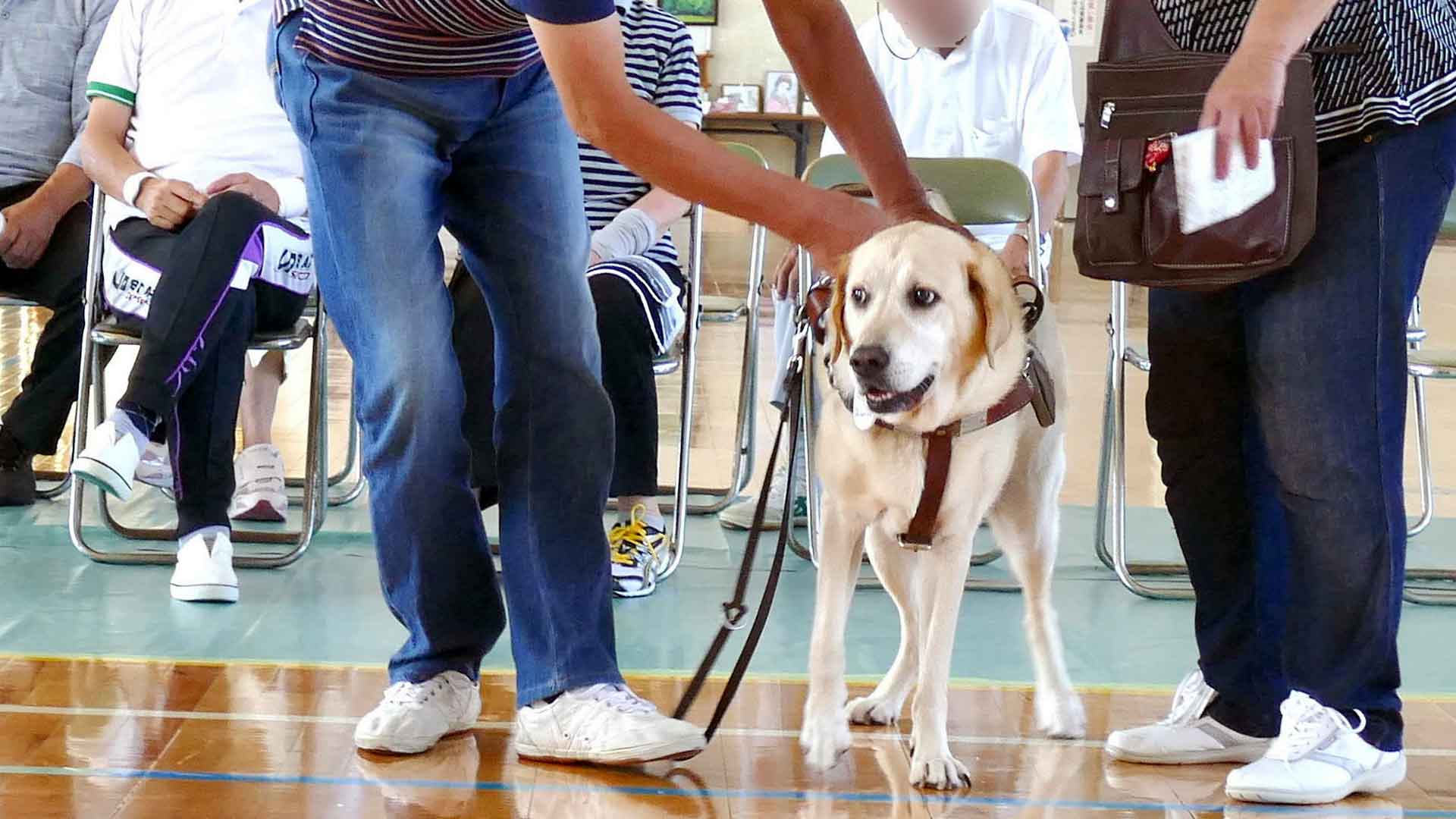 Bringing a Pet or Service Animal to Japan Accessible Japan