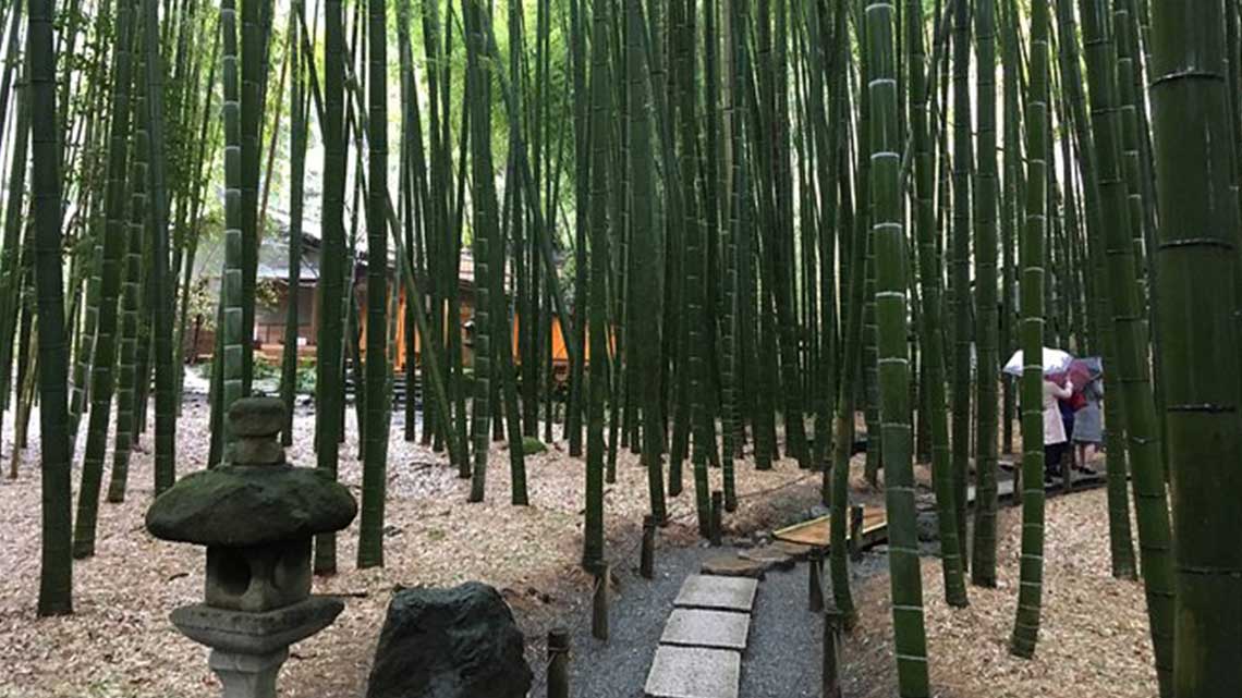 Bamboo forest at Hokokuji