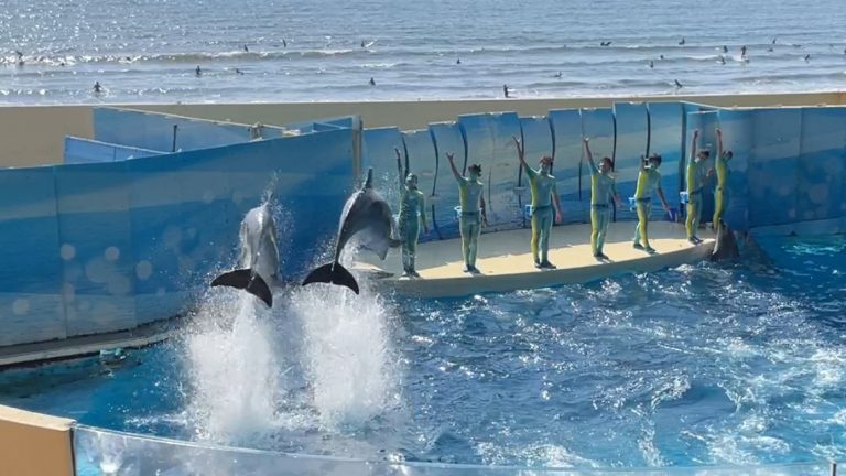 enoshima aquarium top 768x432