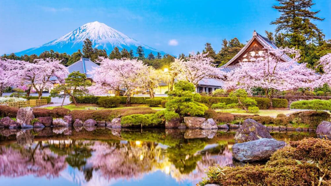 Cherry blossoms and a traditional Japanese building with Mt Fuji in the background