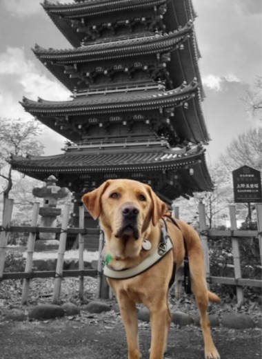 Nixon at Jindaiji with a pagoda in the background