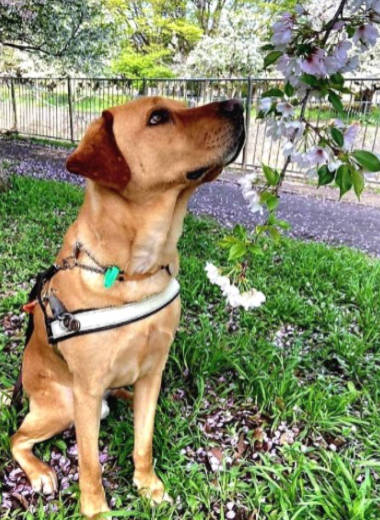 Nixon sniffing sakura blossoms