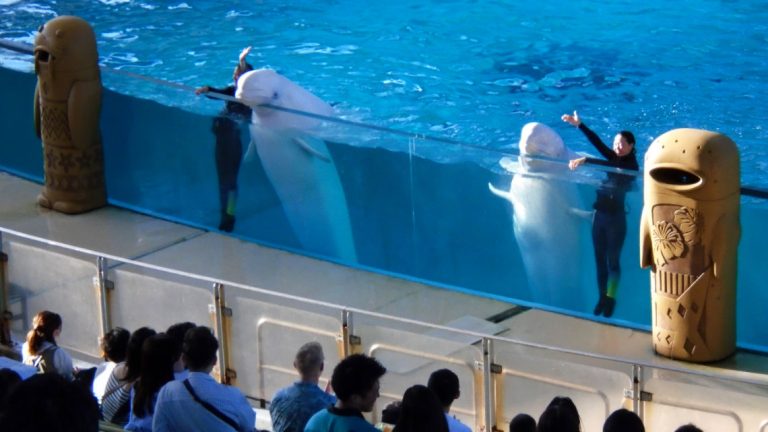 Aqua Museum stadium Trainers and white whales 768x432