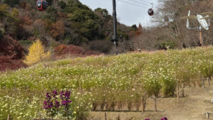 A field of blooming flowers near the end of the pathe to the middle ropeway station.