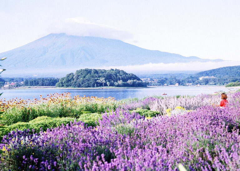 fuji flowers 768x548