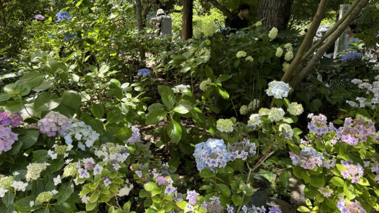 IMG 1770 768x432