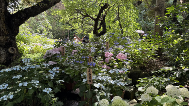 IMG 1771 768x432
